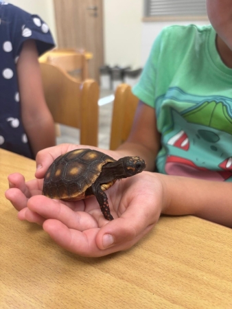 PROJEKTOVÝ DEN - ŽELVY UHLÍŘSKÉ