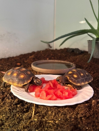 PROJEKTOVÝ DEN - ŽELVY UHLÍŘSKÉ