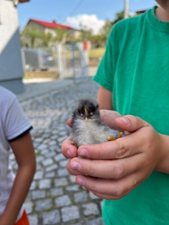 Návštěva u kuřátek o prázdninách
