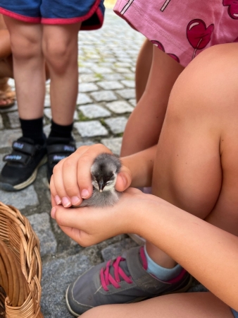 Návštěva u kuřátek o prázdninách